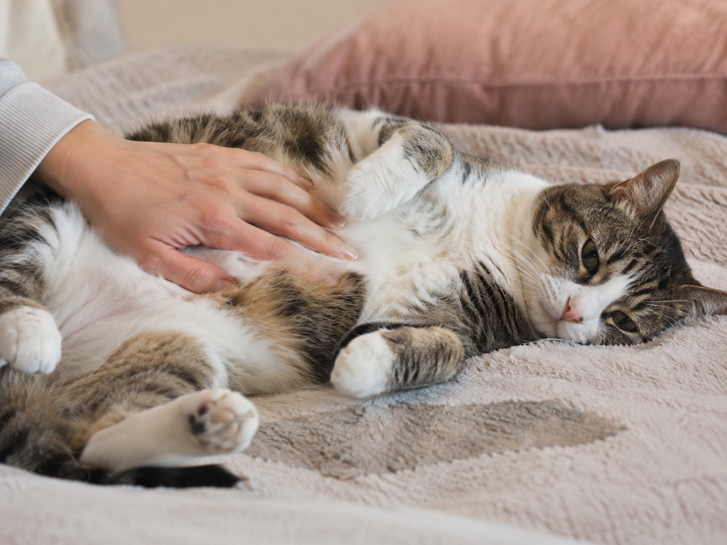 Gatto che vomita? Cause, rimedi naturali e quando preoccuparsi